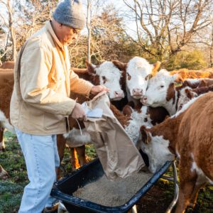 A man feeding cows in the field