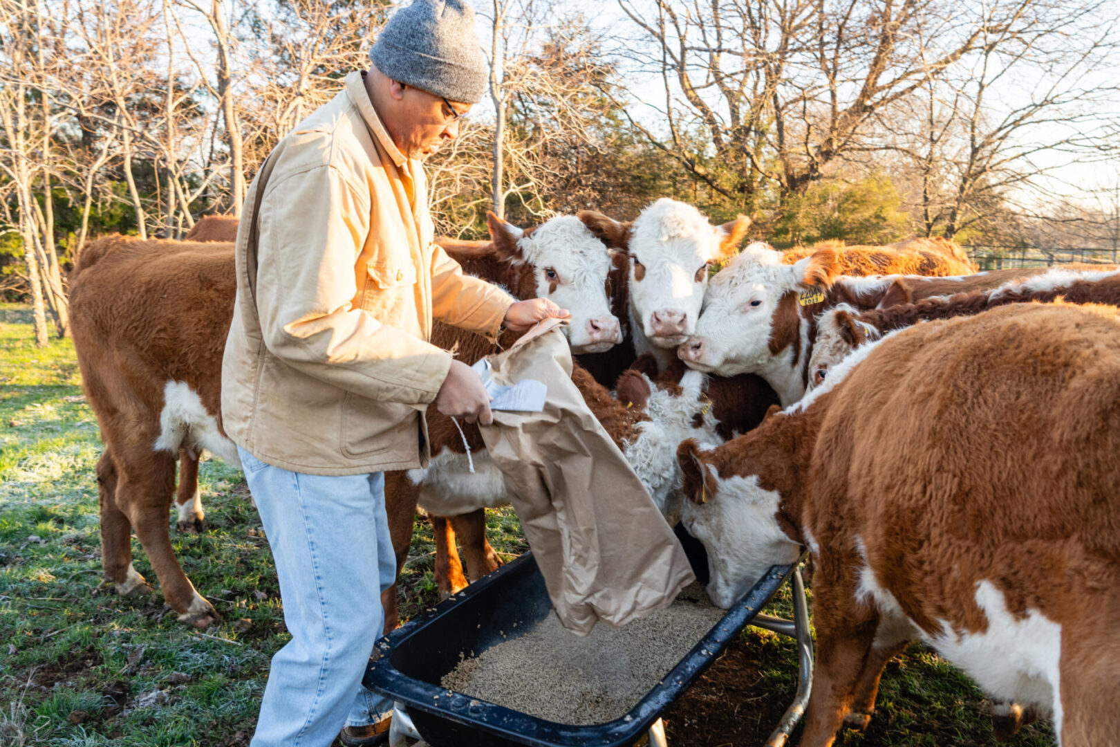 A man feeding cows in the field