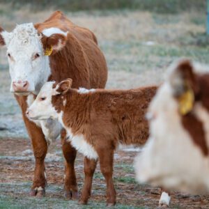 A cow and two calves in the grass.