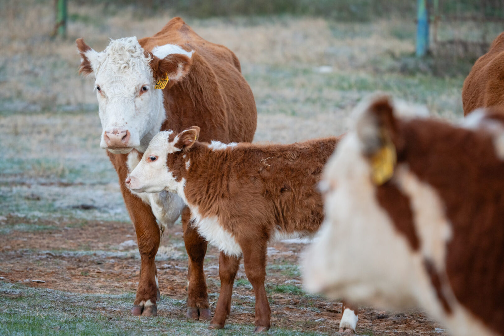 A cow and two calves in the grass.