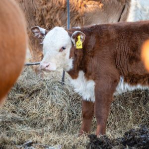 A brown and white cow with a yellow tag on its ear.