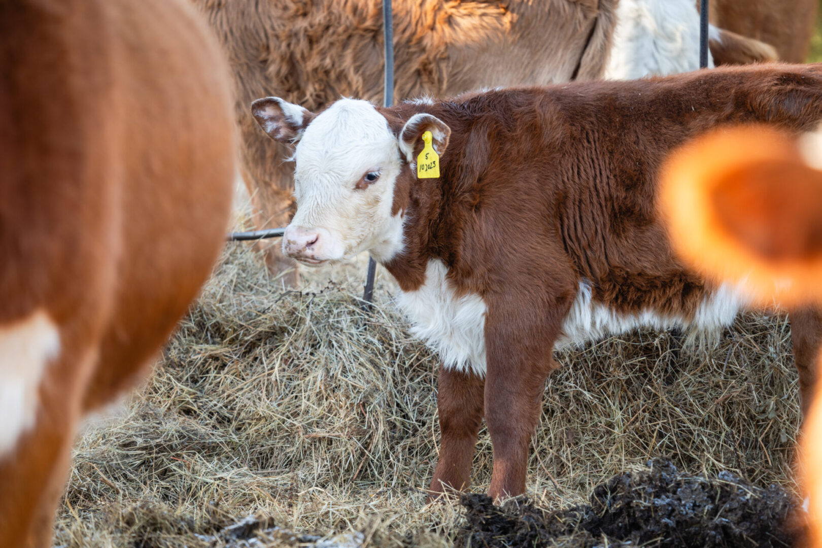 A brown and white cow with a yellow tag on its ear.