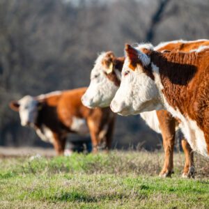 Three cows standing in a field with trees in the background.