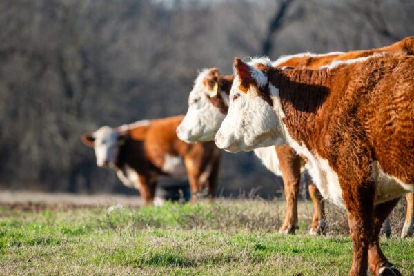 Three cows standing in a field with trees in the background.