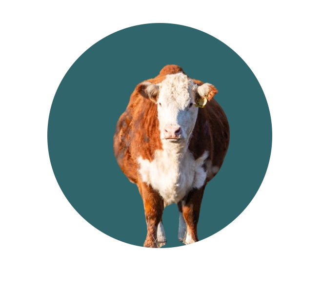 A brown and white cow standing in front of a blue background.