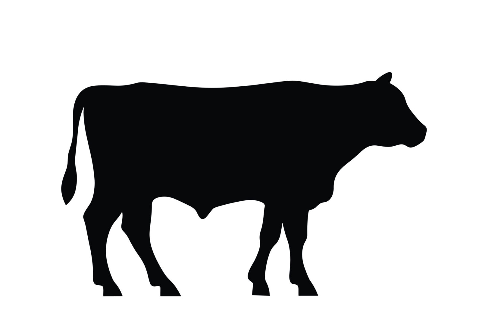 A black cow is standing in the grass.